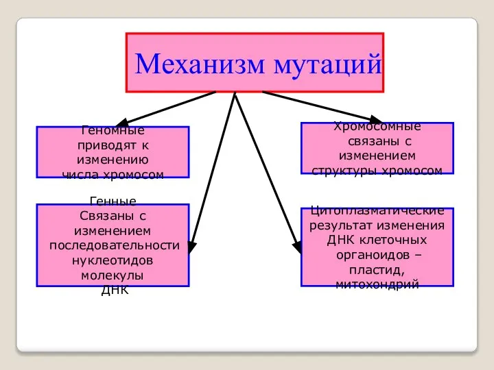 Механизм мутаций Геномные приводят к изменению числа хромосом Генные Связаны с