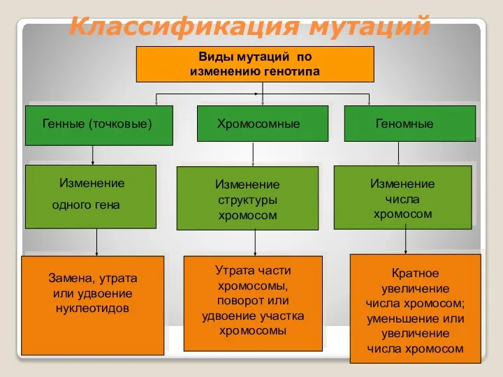 Классификация мутаций Виды мутаций по изменению генотипа