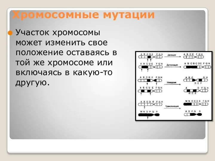 Хромосомные мутации Участок хромосомы может изменить свое положение оставаясь в той