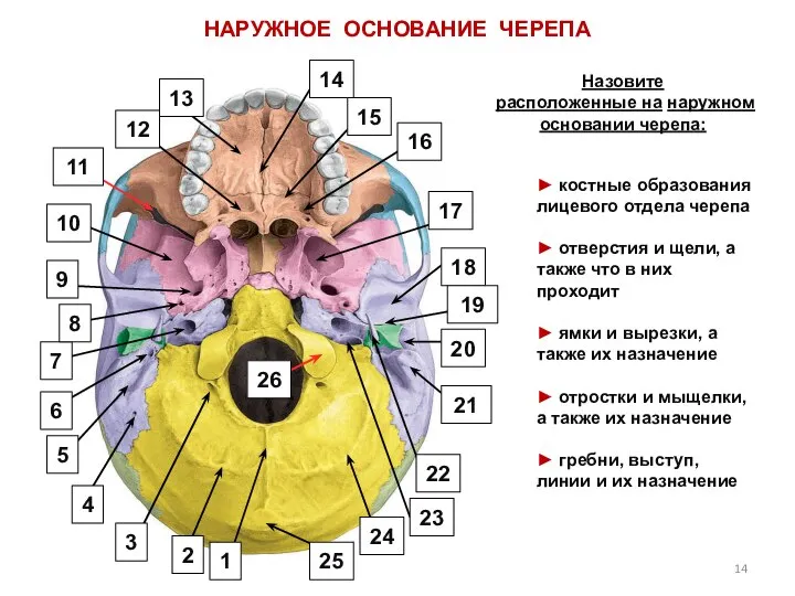 НАРУЖНОЕ ОСНОВАНИЕ ЧЕРЕПА ► костные образования лицевого отдела черепа ► отверстия