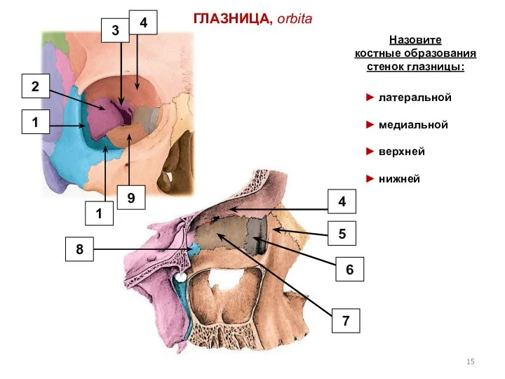 ГЛАЗНИЦА, orbita Назовите костные образования стенок глазницы: ► латеральной ► медиальной