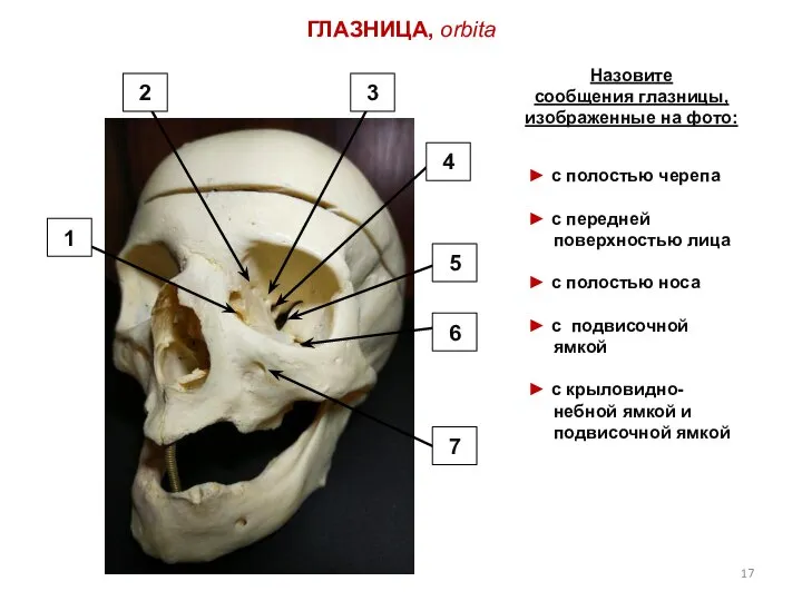 ГЛАЗНИЦА, orbita Назовите сообщения глазницы, изображенные на фото: 1 2 3