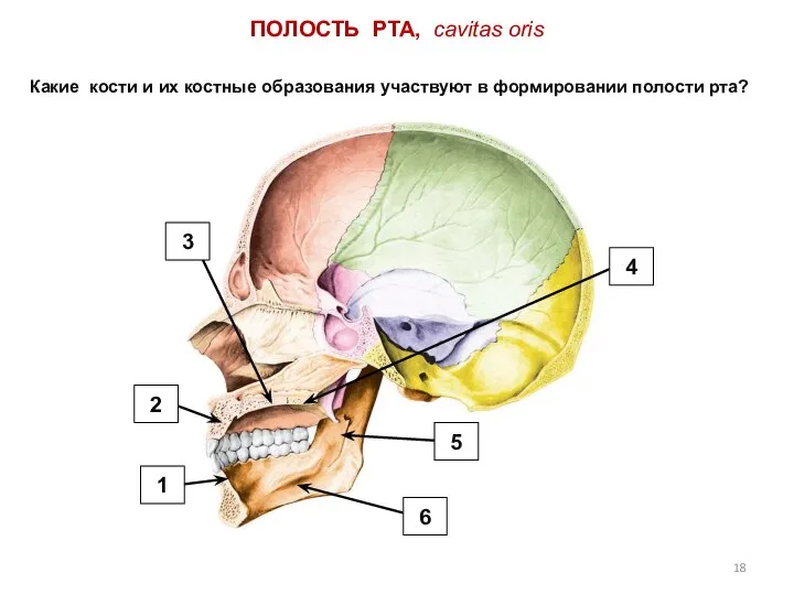 ПОЛОСТЬ РТА, cavitas oris Какие кости и их костные образования участвуют