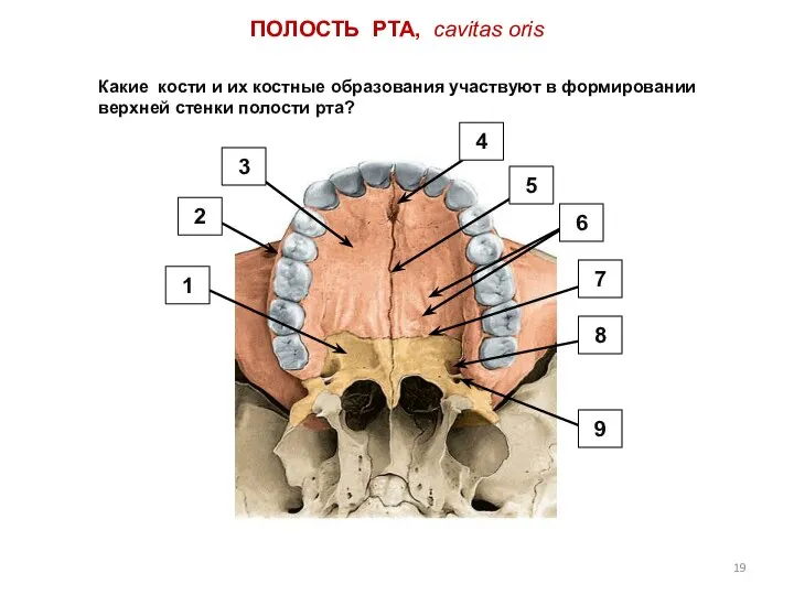 ПОЛОСТЬ РТА, cavitas oris Какие кости и их костные образования участвуют