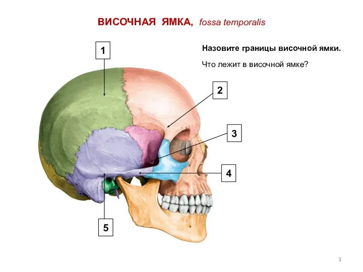 ВИСОЧНАЯ ЯМКА, fossa temporalis Назовите границы височной ямки. Что лежит в