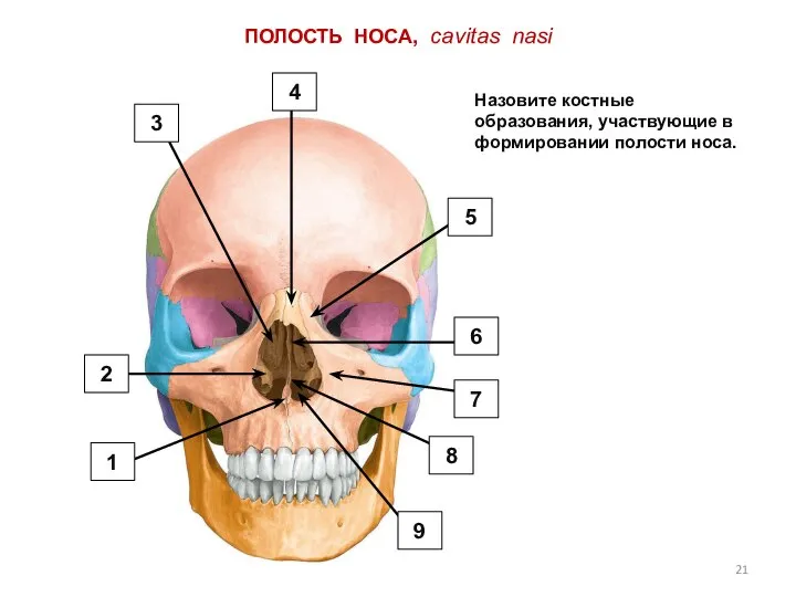 ПОЛОСТЬ НОСА, cavitas nasi Назовите костные образования, участвующие в формировании полости