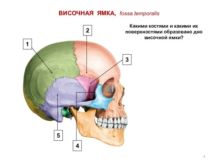 ВИСОЧНАЯ ЯМКА, fossa temporalis Какими костями и какими их поверхностями образовано