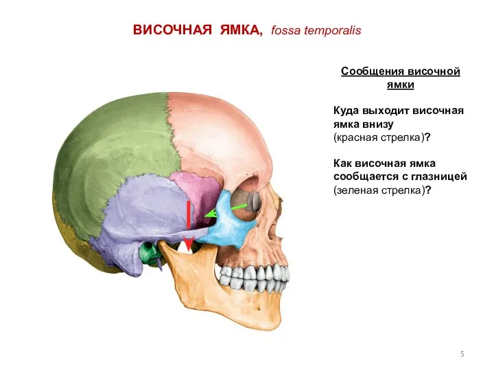 ВИСОЧНАЯ ЯМКА, fossa temporalis Сообщения височной ямки Куда выходит височная ямка