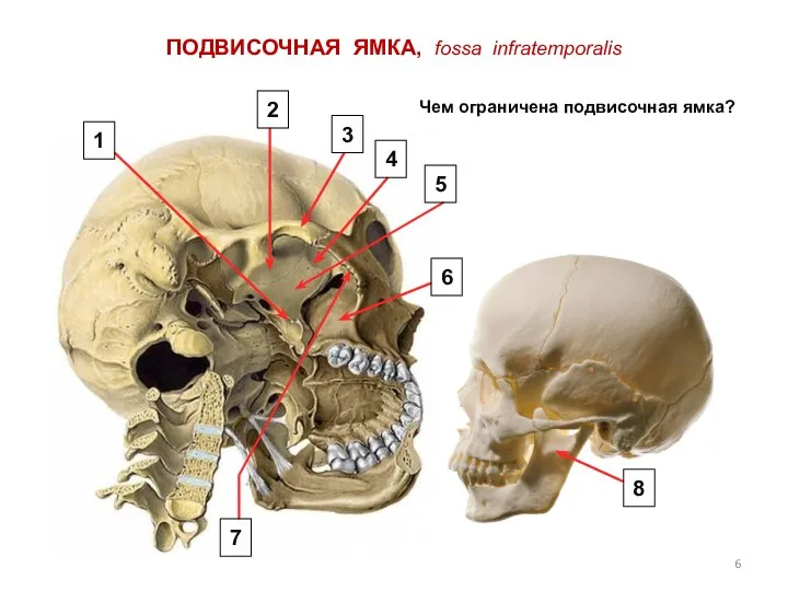 ПОДВИСОЧНАЯ ЯМКА, fossa infratemporalis Чем ограничена подвисочная ямка? 1 2 3 4 5 6 7 8