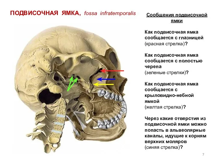 ПОДВИСОЧНАЯ ЯМКА, fossa infratemporalis Сообщения подвисочной ямки Как подвисочная ямка сообщается