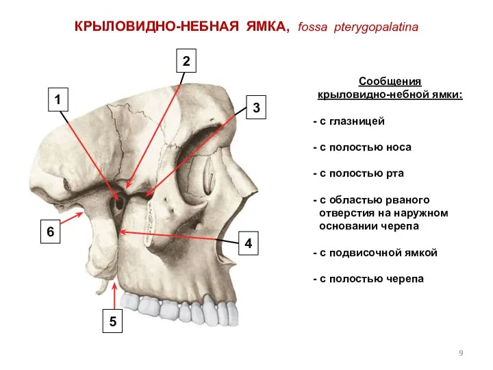 КРЫЛОВИДНО-НЕБНАЯ ЯМКА, fossa pterygopalatina Сообщения крыловидно-небной ямки: - с глазницей -