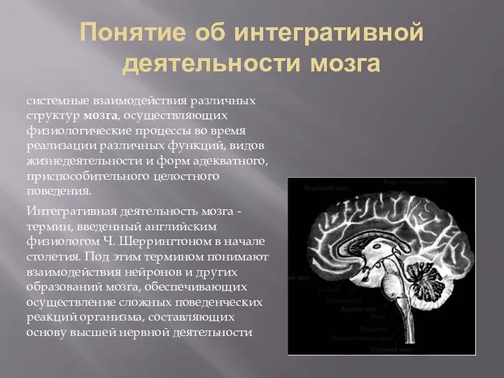 Понятие об интегративной деятельности мозга системные взаимодействия различных структур мозга, осуществляющих