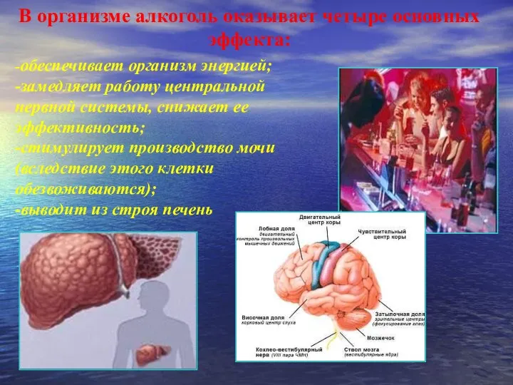 В организме алкоголь оказывает четыре основных эффекта: -обеспечивает организм энергией; -замедляет