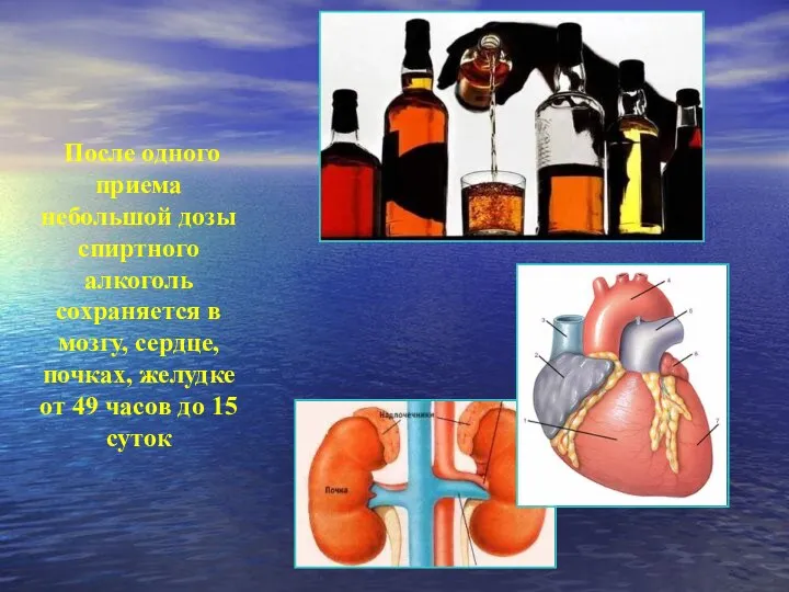 После одного приема небольшой дозы спиртного алкоголь сохраняется в мозгу, сердце,