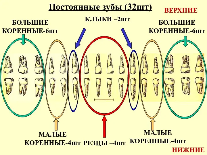 Постоянные зубы (32шт) ВЕРХНИЕ НИЖНИЕ РЕЗЦЫ –4шт КЛЫКИ –2шт МАЛЫЕ КОРЕННЫЕ-4шт