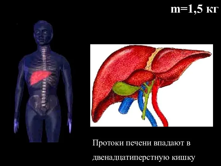 m=1,5 кг Протоки печени впадают в двенадцатиперстную кишку