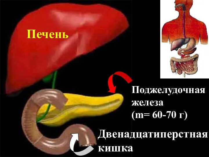 Печень Поджелудочная железа (m= 60-70 г) Двенадцатиперстная кишка