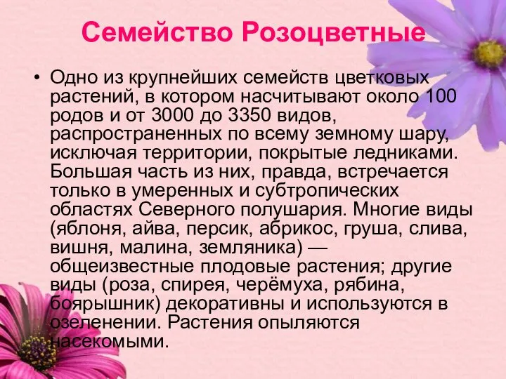 Семейство Розоцветные Одно из крупнейших семейств цветковых растений, в котором насчитывают