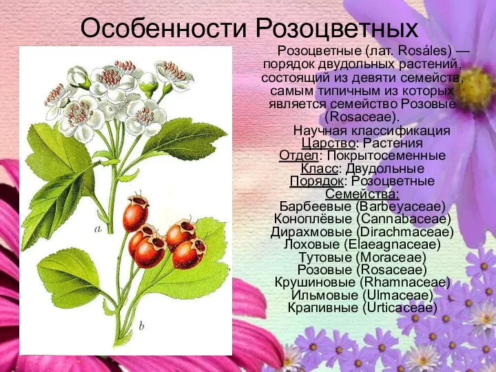 Особенности Розоцветных Розоцветные (лат. Rosáles) — порядок двудольных растений, состоящий из