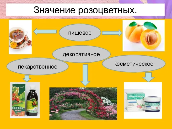 Значение розоцветных. пищевое декоративное косметическое лекарственное