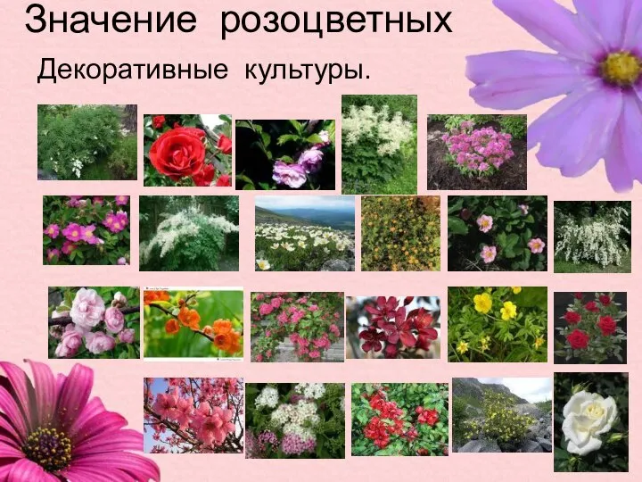 Значение розоцветных Декоративные культуры.