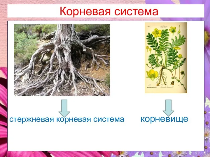 Корневая система стержневая корневая система корневище