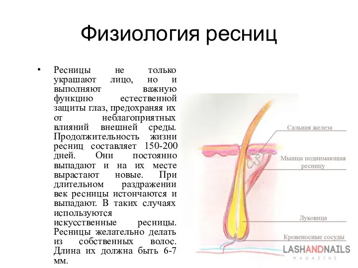 Физиология ресниц Ресницы не только украшают лицо, но и выполняют важную