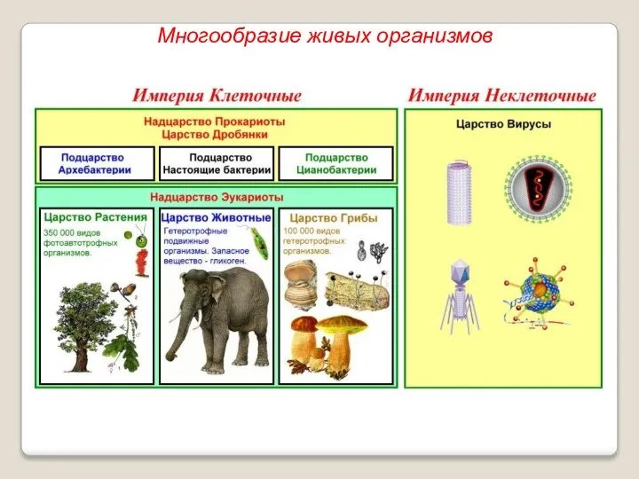 Многообразие живых организмов