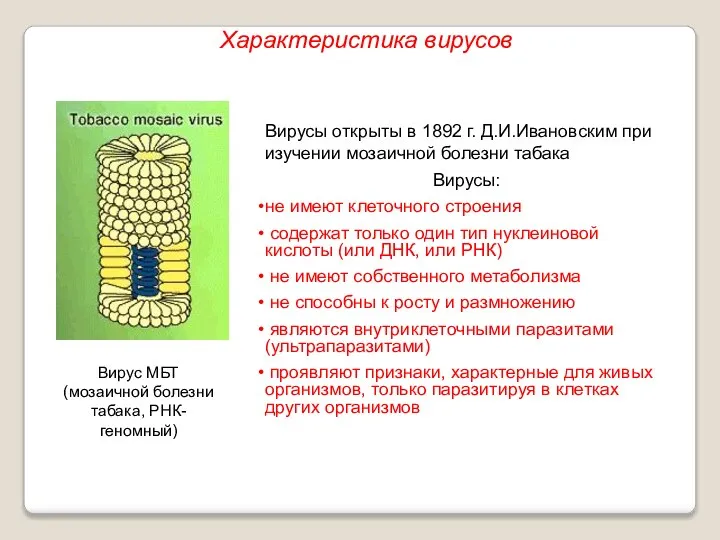 Вирусы открыты в 1892 г. Д.И.Ивановским при изучении мозаичной болезни табака