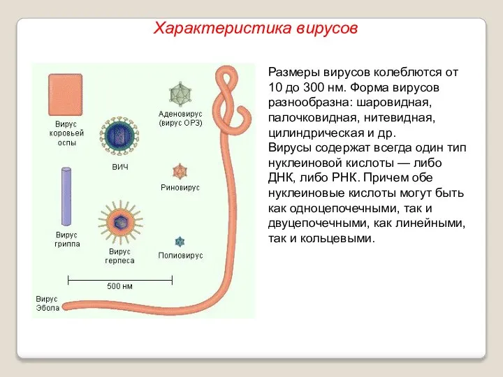 Размеры вирусов колеблются от 10 до 300 нм. Форма вирусов разнообразна: