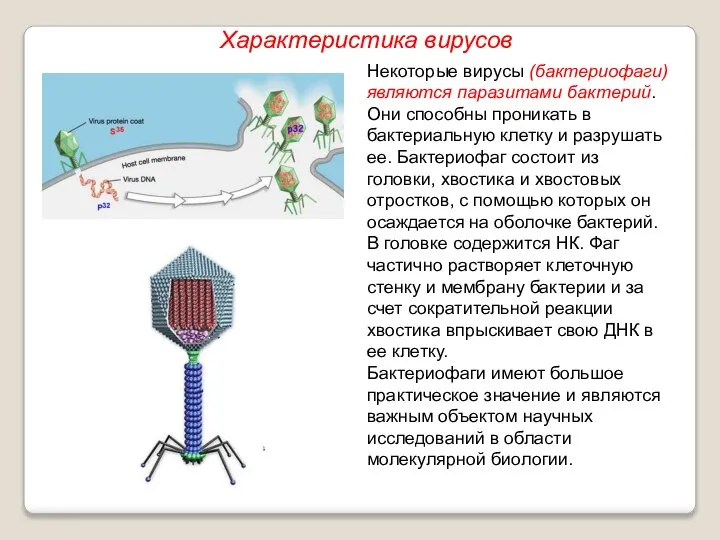 Некоторые вирусы (бактериофаги) являются паразитами бактерий. Они способны проникать в бактериальную