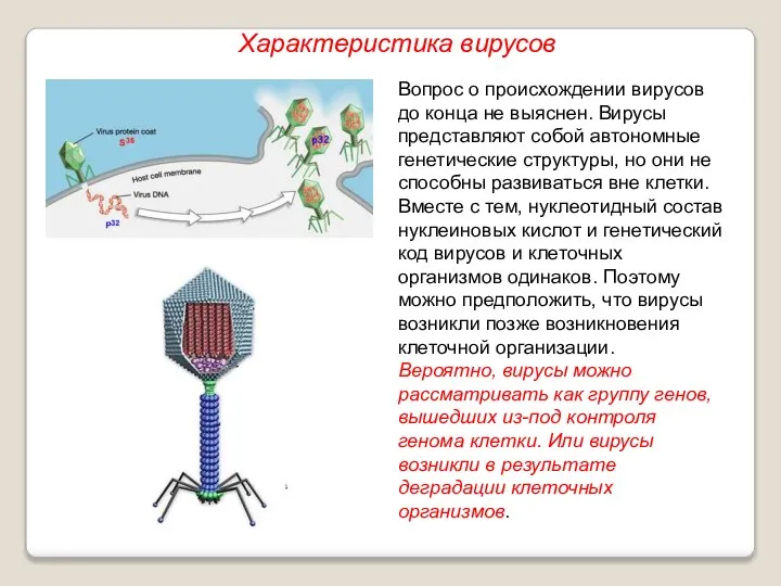 Вопрос о происхождении вирусов до конца не выяснен. Вирусы представляют собой