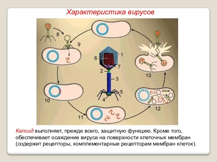 Капсид выполняет, прежде всего, защитную функцию. Кроме того, обеспечивает осаждение вируса