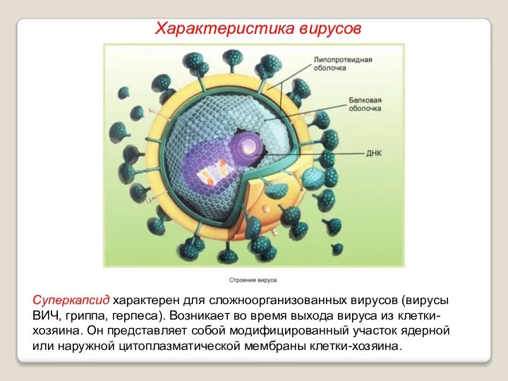 Суперкапсид характерен для сложноорганизованных вирусов (вирусы ВИЧ, гриппа, герпеса). Возникает во