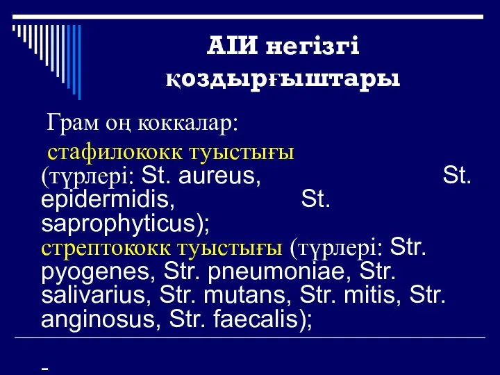 АІИ негізгі қоздырғыштары Грам оң коккалар: стафилококк туыстығы (түрлері: St. aureus,