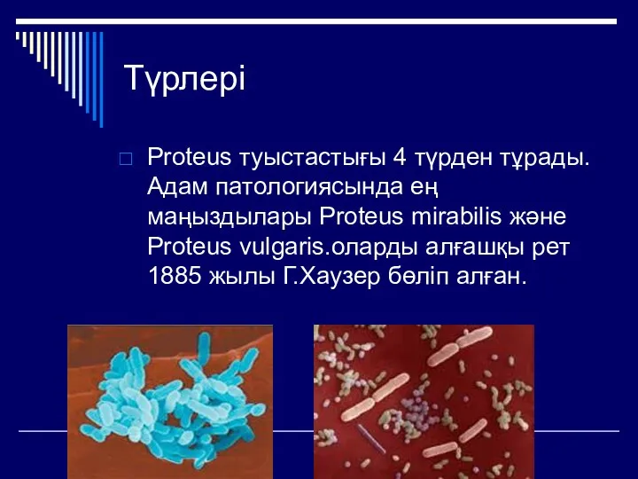 Түрлері Proteus туыстастығы 4 түрден тұрады.Адам патологиясында ең маңыздылары Proteus mirabilis