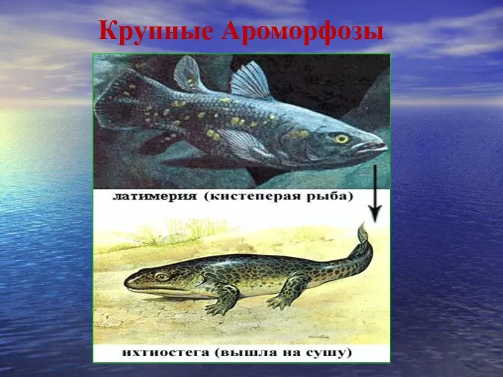 Крупные Ароморфозы