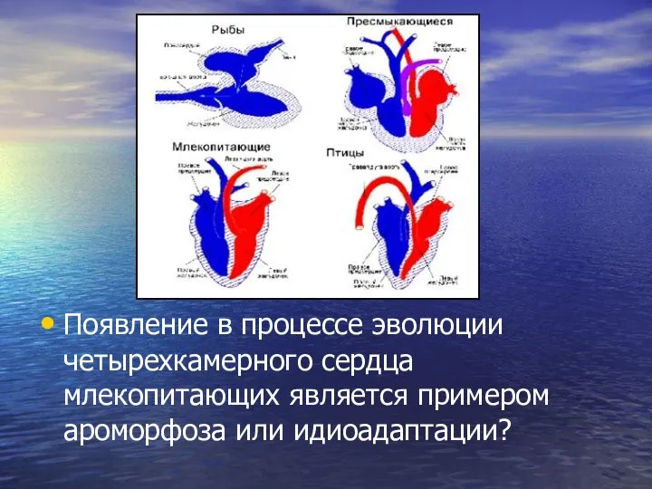 Появление в процессе эволюции четырехкамерного сердца млекопитающих является примером ароморфоза или идиоадаптации?