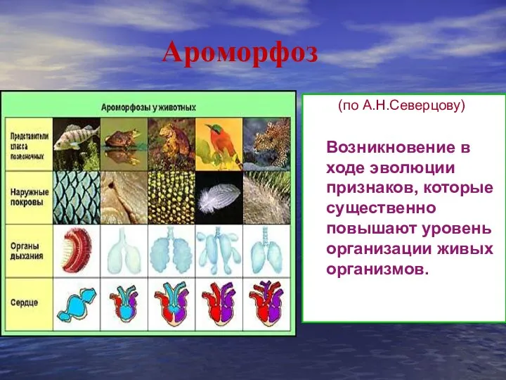 Ароморфоз (по А.Н.Северцову) Возникновение в ходе эволюции признаков, которые существенно повышают уровень организации живых организмов.