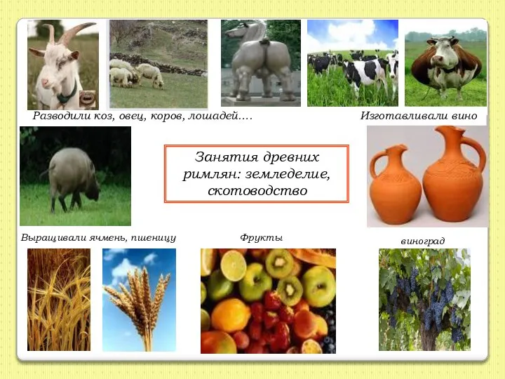 Занятия древних римлян: земледелие, скотоводство Разводили коз, овец, коров, лошадей…. Изготавливали