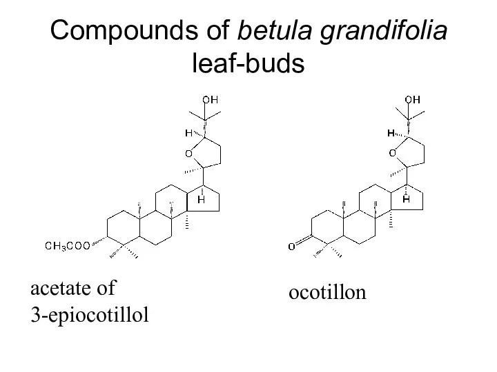 Compounds of betula grandifolia leaf-buds acetate of 3-epiocotillol ocotillon