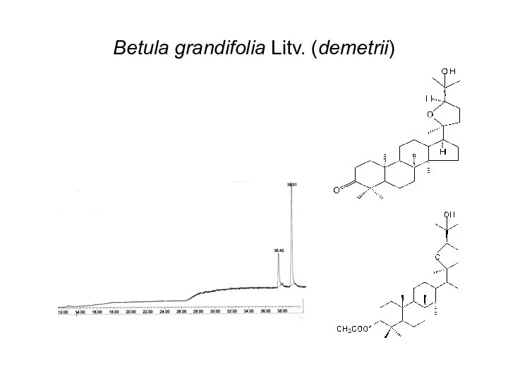 Betula grandifolia Litv. (demetrii)
