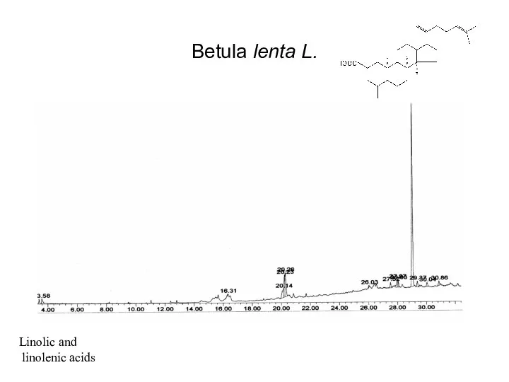 Betula lenta L. Linolic and linolenic acids