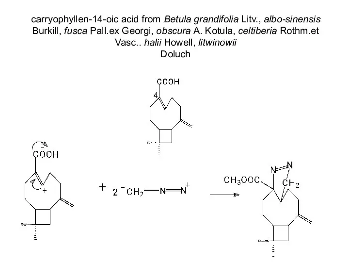 carryophyllen-14-oic acid from Betula grandifolia Litv., albo-sinensis Burkill, fusca Pall.ex Georgi,