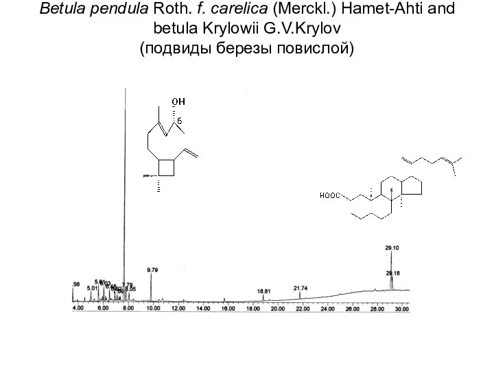 Betula pendula Roth. f. carelica (Merckl.) Hamet-Ahti and betula Krylowii G.V.Krylov (подвиды березы повислой)