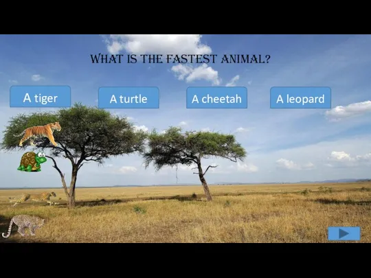 What is the fastest animal? A tiger A turtle A cheetah A leopard