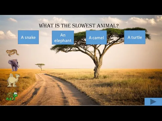 What is the slowest animal? A snake An elephant A camel A turtle