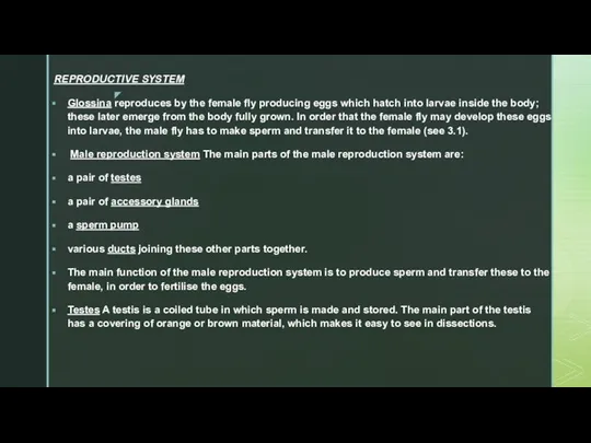 REPRODUCTIVE SYSTEM Glossina reproduces by the female fly producing eggs which