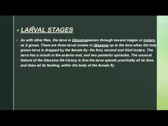 LARVAL STAGES As with other flies, the larva in Glossinapasses through