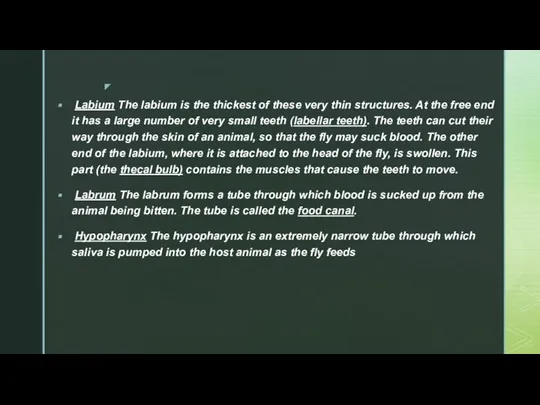 Labium The labium is the thickest of these very thin structures.